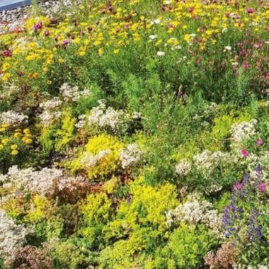 Begrüntes Kräuterdach mit blühenden Wildpflanzen