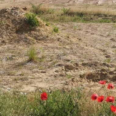 Mageres Biotop mit Klatschmohn auf nährstoffarmem Sandboden