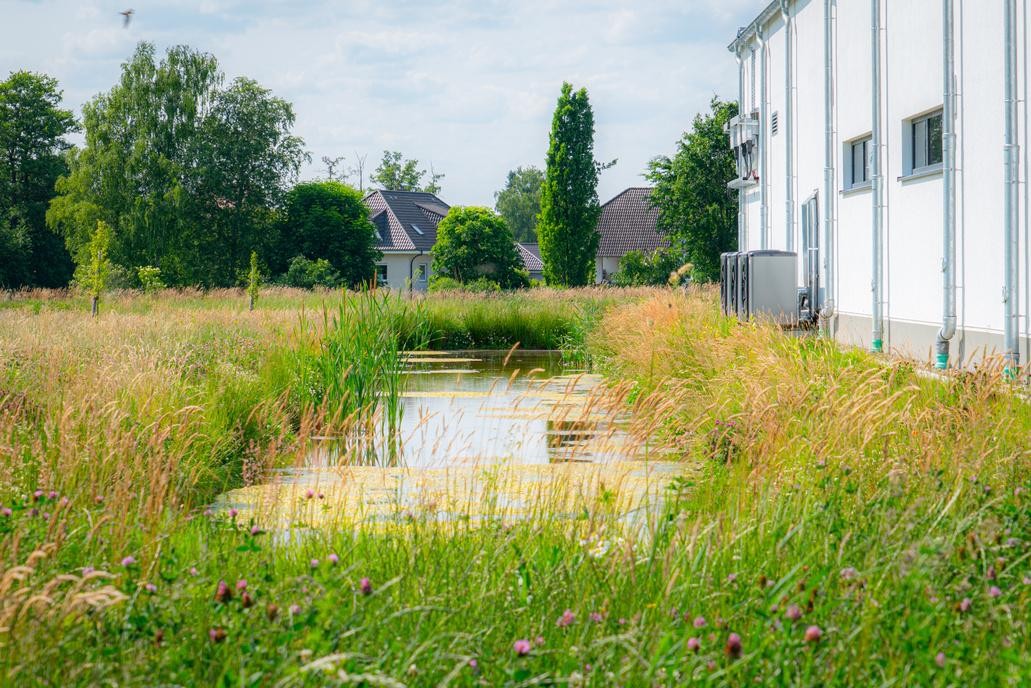Retentionsmulde mit Wasserfläche und hohen Gräsern am Standort